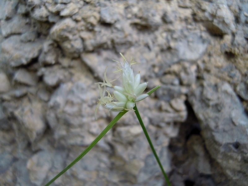 Carex baldensis / Carice del Monte Baldo